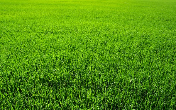 Uma grama verde — Fotografia de Stock