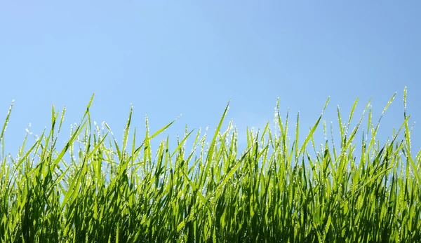 Mokrá zelená tráva — Stock fotografie