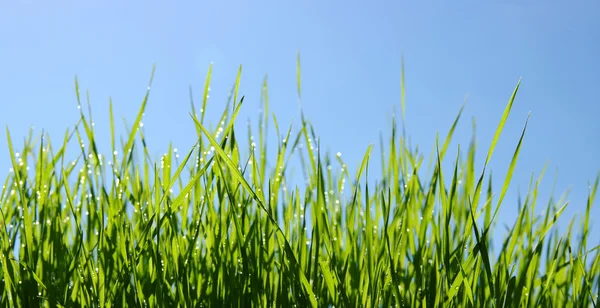 Mokrá zelená tráva — Stock fotografie