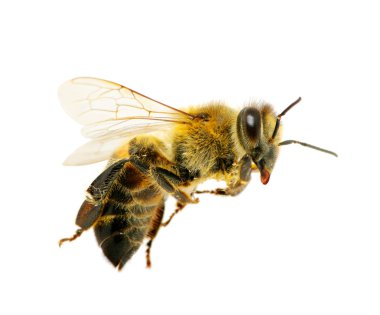 Bee on white clipart