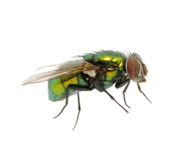 Yeşil sinek