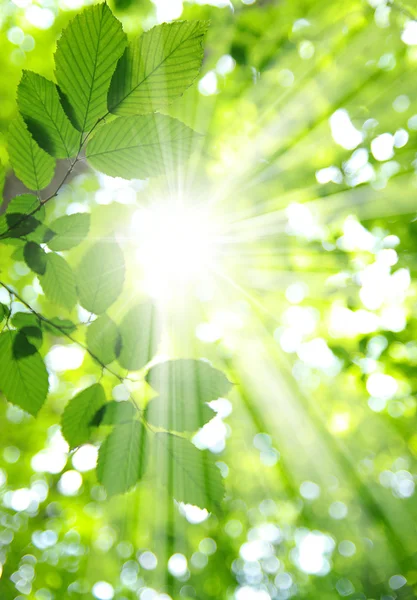 Solen och blad — Stockfoto