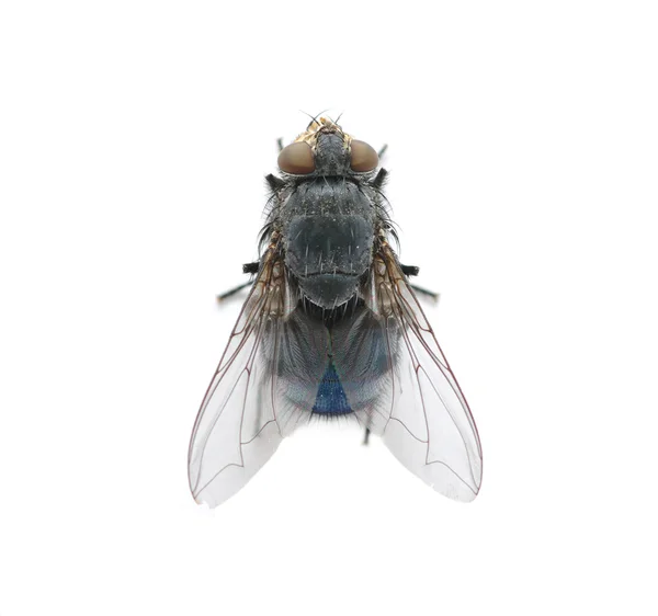 Stock image Fly on a white