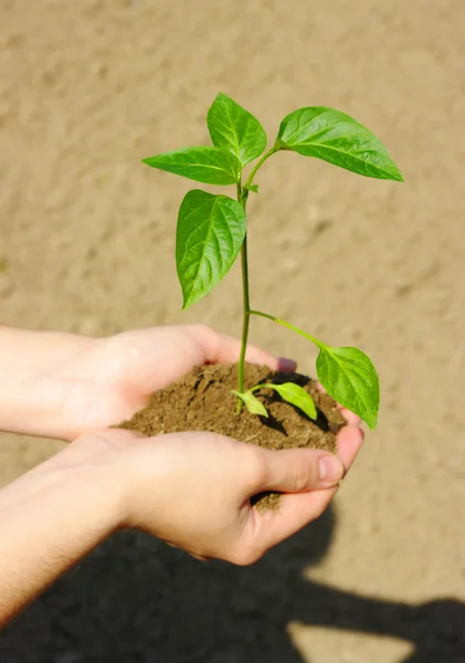 Yeşil bitki yetiştirme — Stok fotoğraf