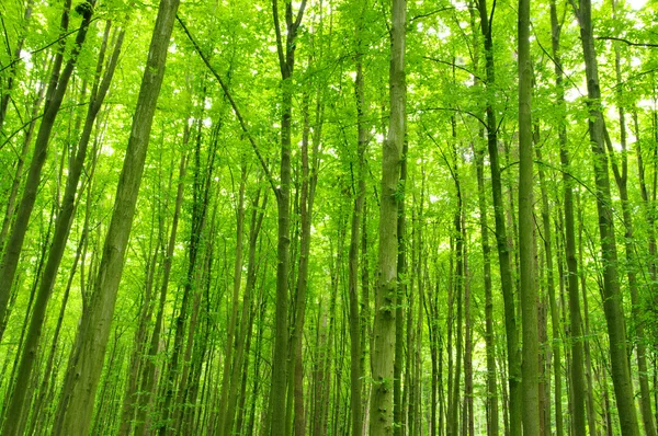 stock image Green forest