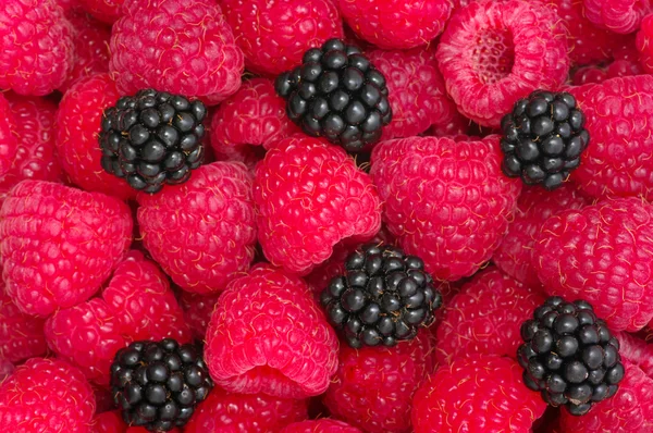 红树莓 — 图库照片