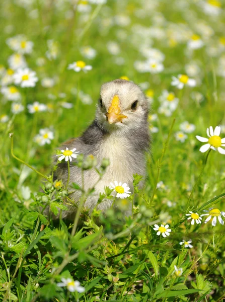 Huhn auf dem Gras — Stockfoto