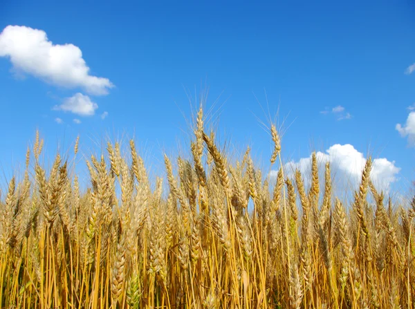 Pšenice na obloze — Stock fotografie