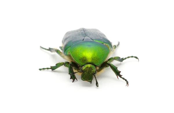 Green beetle — Stock Photo, Image