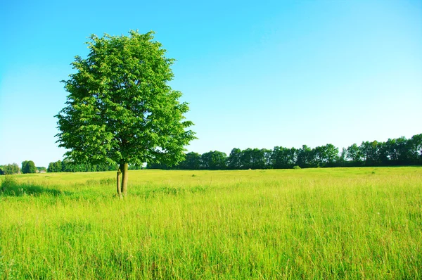 Grüne Wiese — Stockfoto