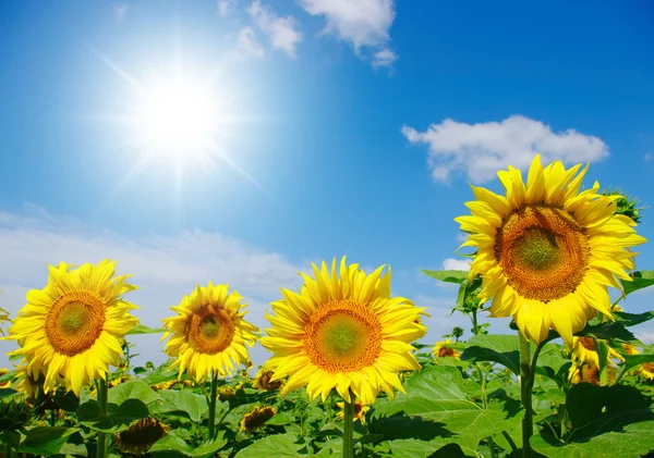 stock image Sunflowers