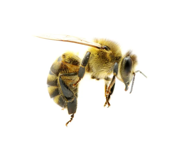 Stock image Bee on white