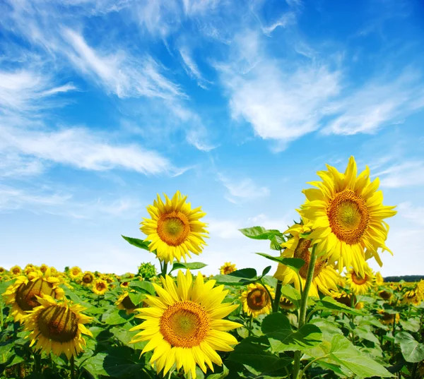 Sunflowers Royalty Free Stock Images