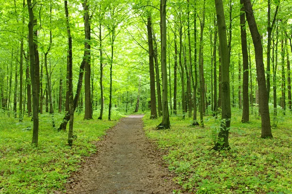 Groen bos — Stockfoto