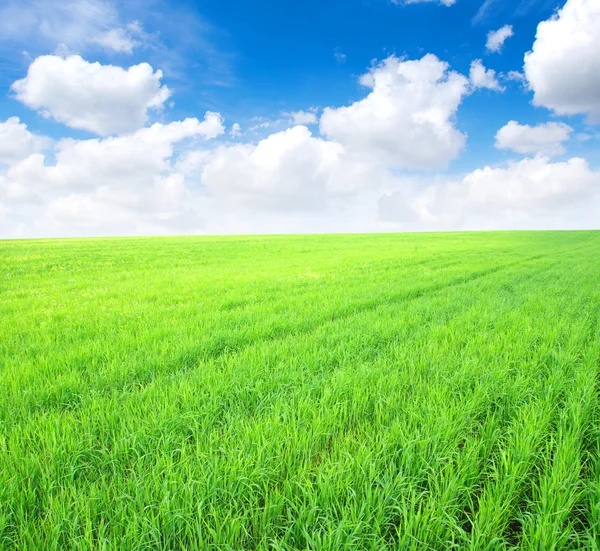 stock image Field and white clouds