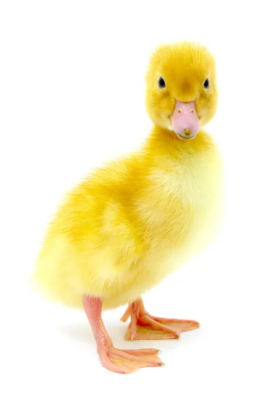 Жовті качки — стокове фото