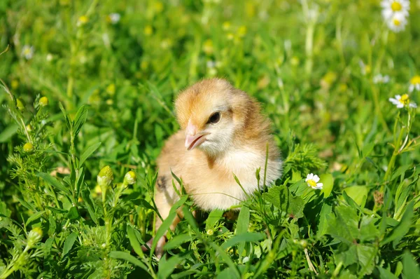 Chicken on a grass — Stock Photo, Image