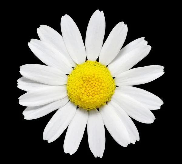 stock image Daisy flower