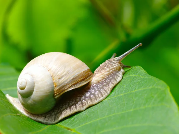 Snail on the leaf — Stock Photo, Image