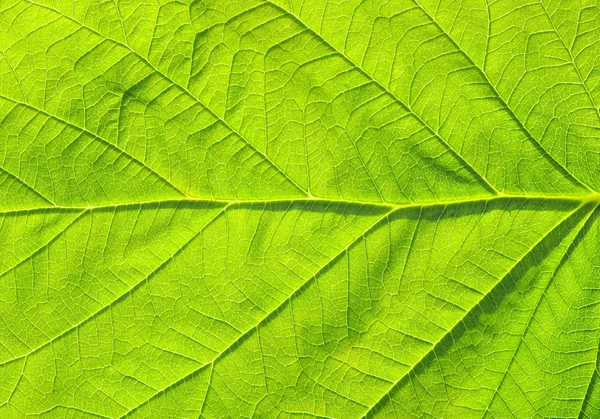 stock image Leaf texture