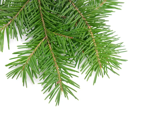Pine grenar Stockbild