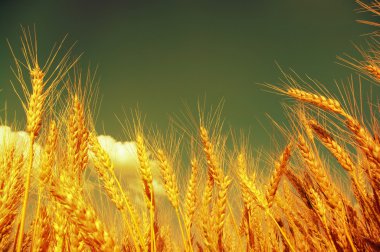 Wheat on a grunge clipart