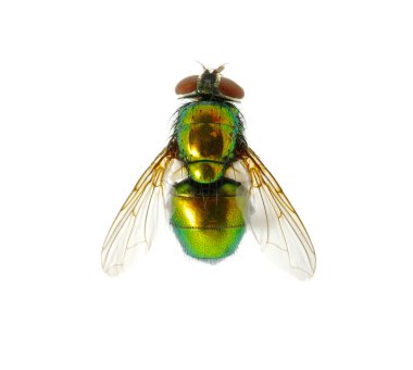 Green fly clipart