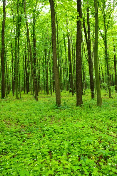 Grön skog — Stockfoto