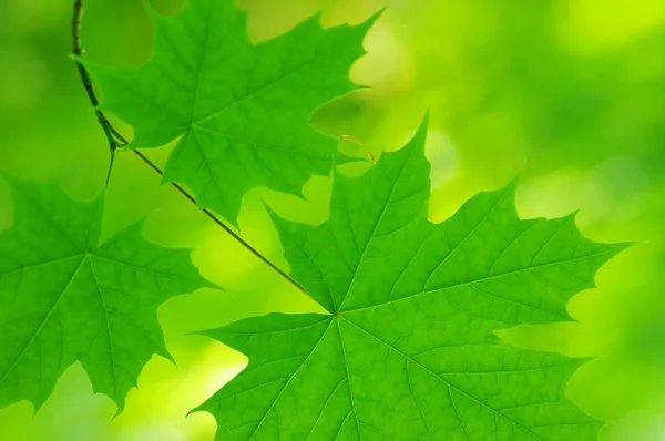 Groene bladeren — Stockfoto