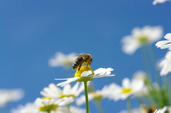 Bie på blomst – stockfoto