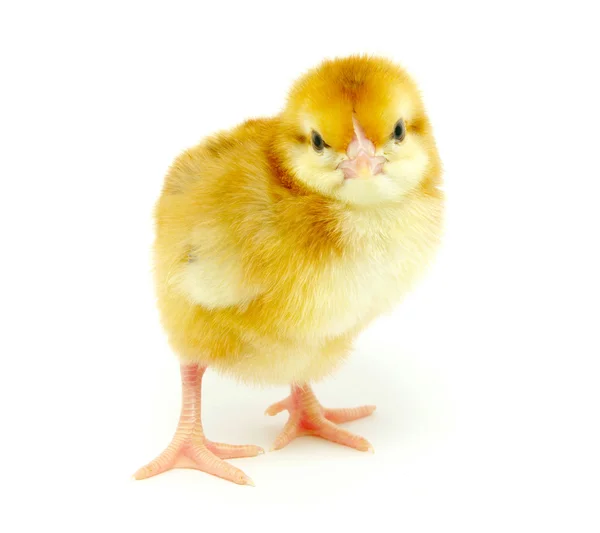 Pollo — Foto Stock