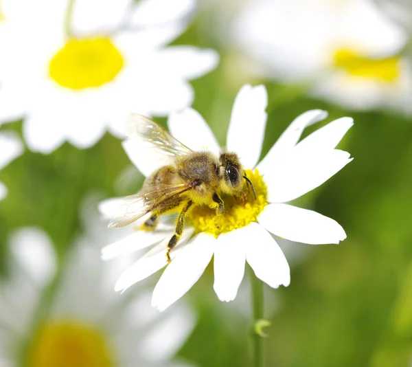 Bee on the chamomile — Stock Photo, Image