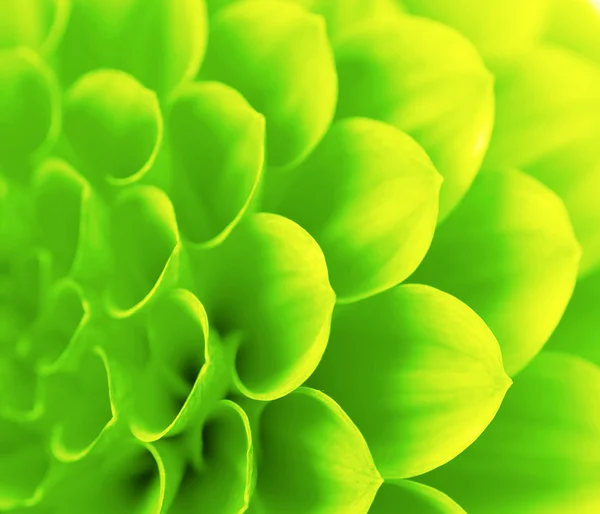 stock image Abstract petals