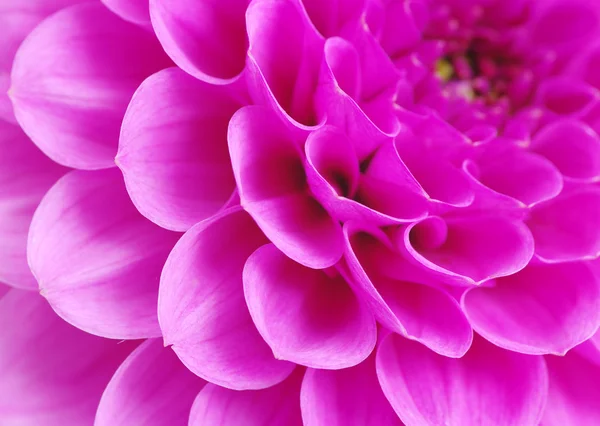 抽象的な花びら — ストック写真