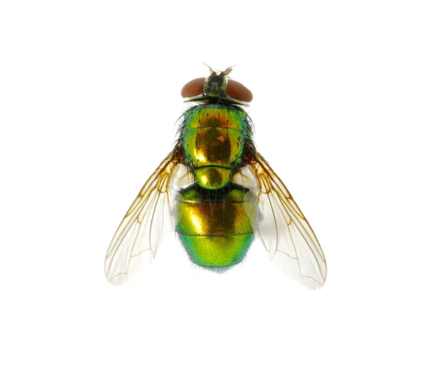 stock image Green fly