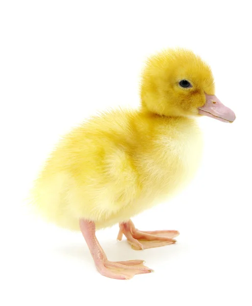 Gelbe Ente — Stockfoto