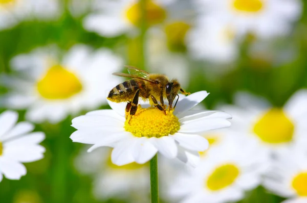 Bie på blomst – stockfoto