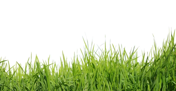 Groen gras — Stockfoto