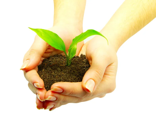 Holding a plant — Stock Photo, Image