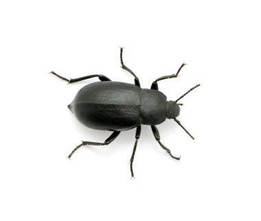 siyah böceği