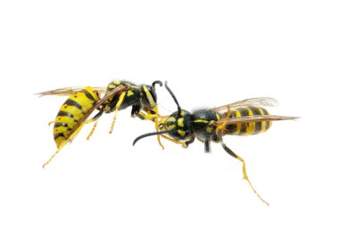 Wasp on white clipart