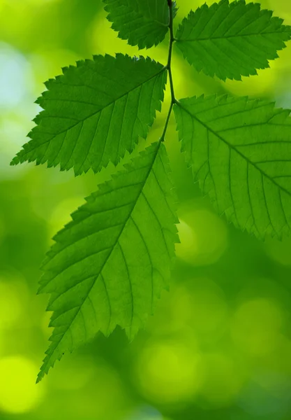 Gröna blad — Stockfoto