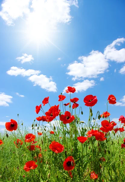 Amapolas rojas — Foto de Stock