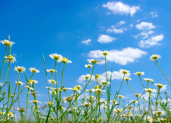 Stock image White camomile