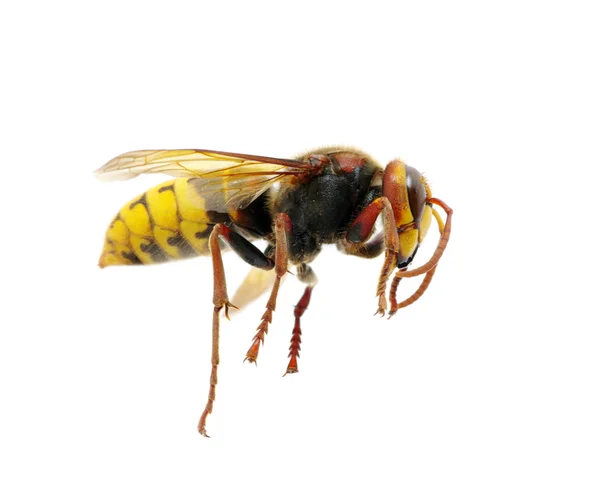 スズメバチ — ストック写真