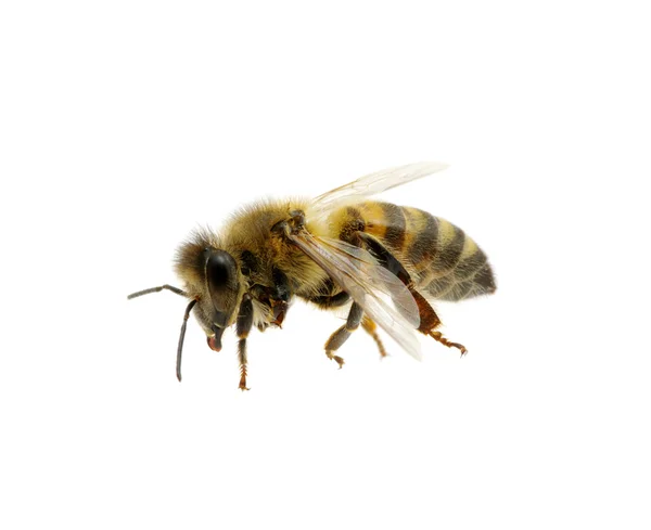 Beyaz arıya — Stok fotoğraf