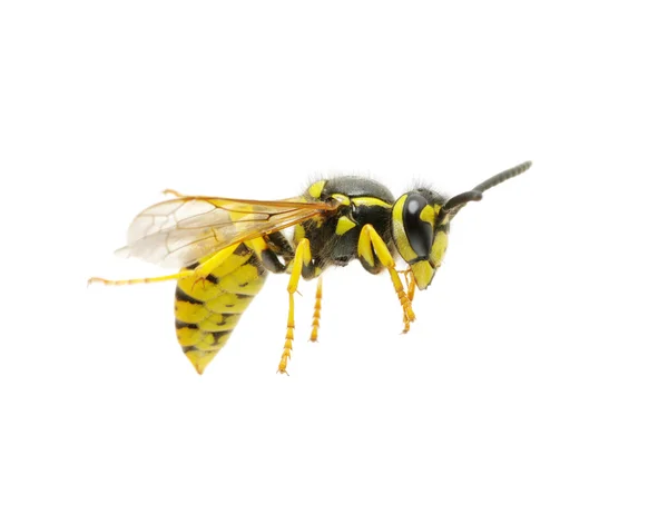 Wespe auf Weiß — Stockfoto