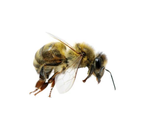 Bee op wit — Stockfoto