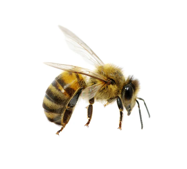 Μέλισσα σε λευκό — Φωτογραφία Αρχείου