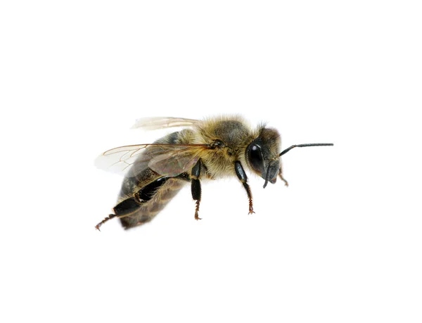 Пчела на белом — стоковое фото
